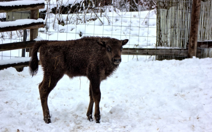 Chcete si nakrmit nohaté zubřátko? V táborské Zoo se narodila dvě nová mláďata, jímž se hledá jméno. Až dorostou, půjdou do světa