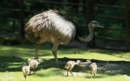 Zoo v Ostravě se raduje z mláďat Nandu pampových